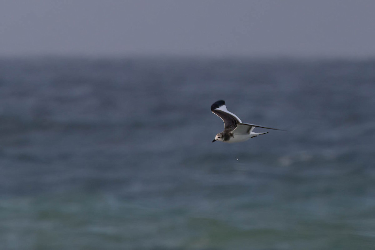 שחף קדוד-זנב - ML644785454