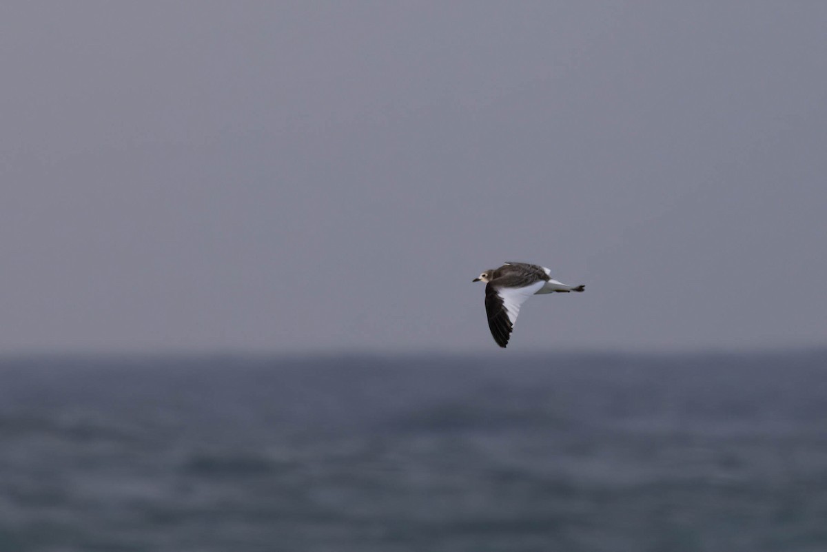 שחף קדוד-זנב - ML644785455