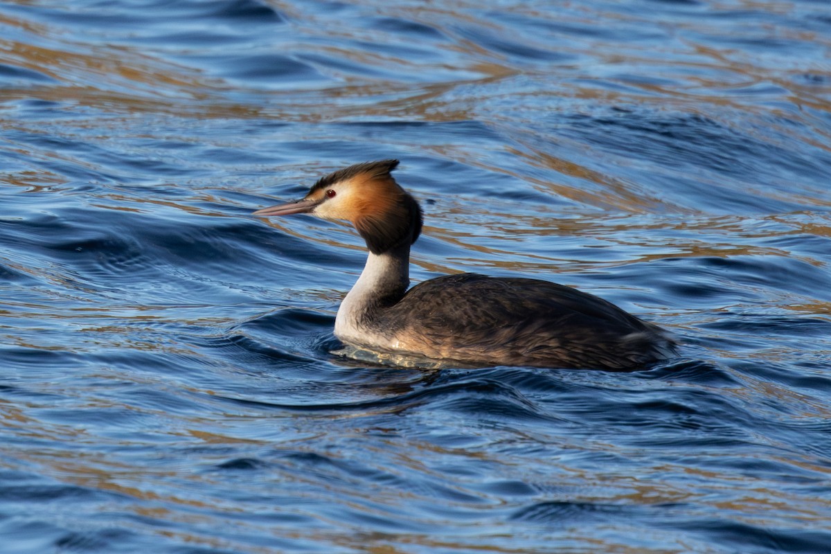 Great Crested Grebe - ML644785458