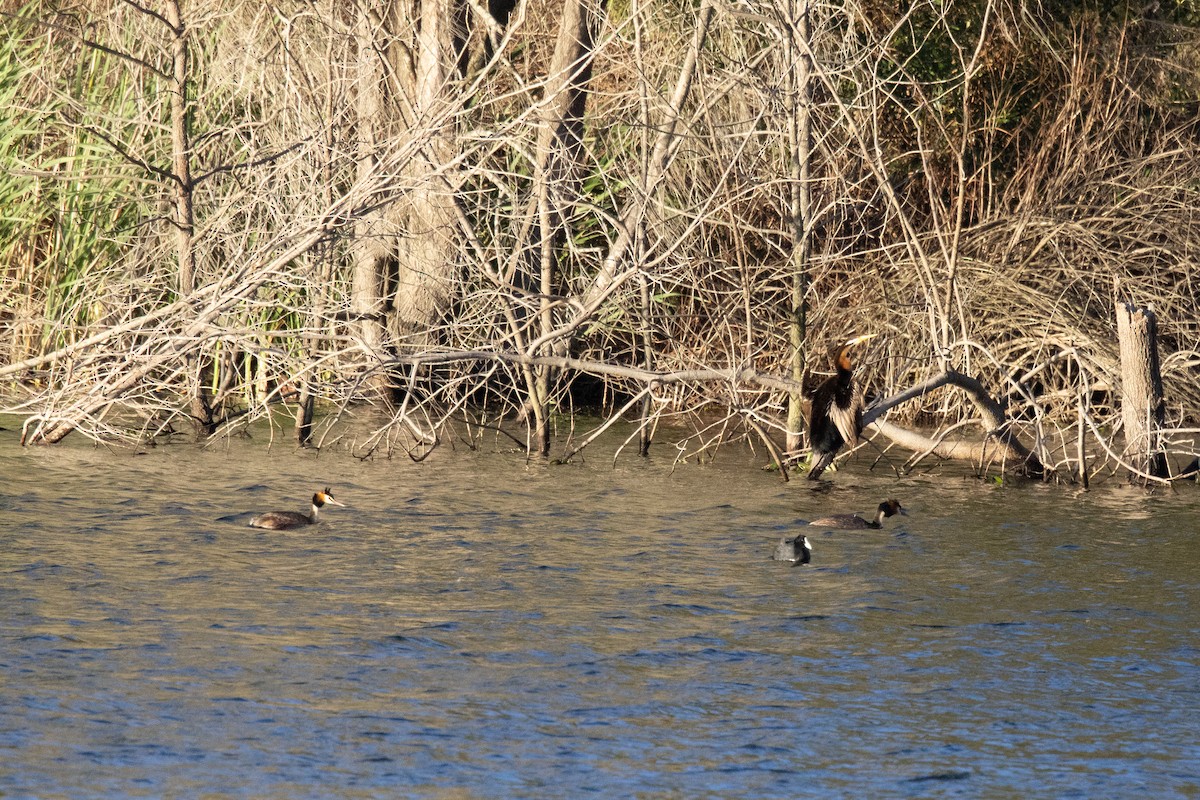 Great Crested Grebe - ML644785459