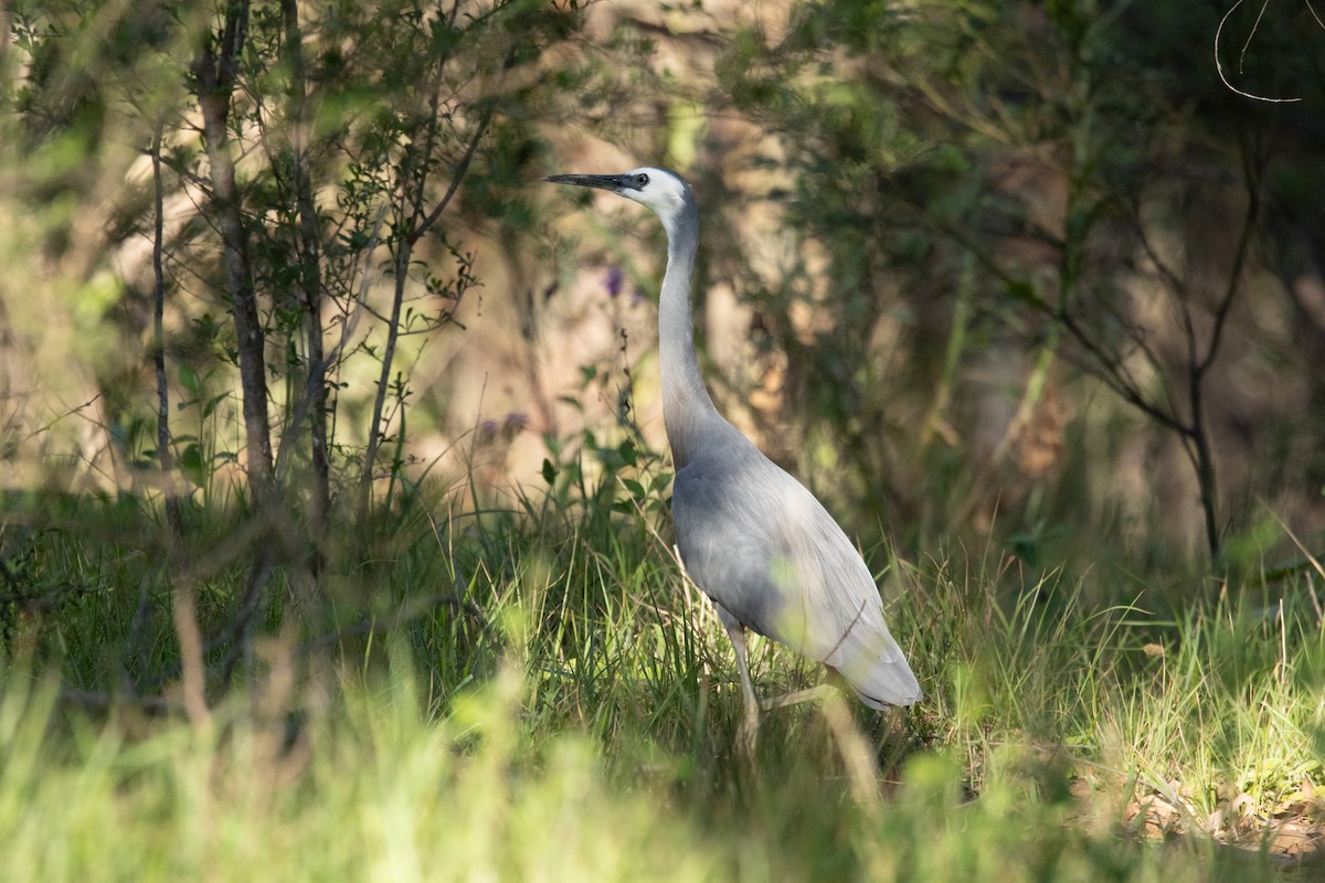White-faced Heron - ML644785473