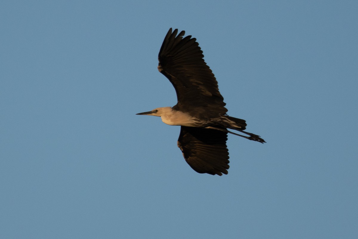Pacific Heron - ML644785475