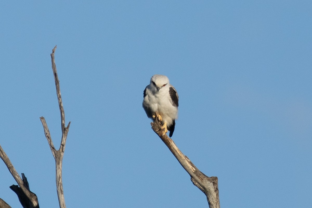 Black-shouldered Kite - ML644785479