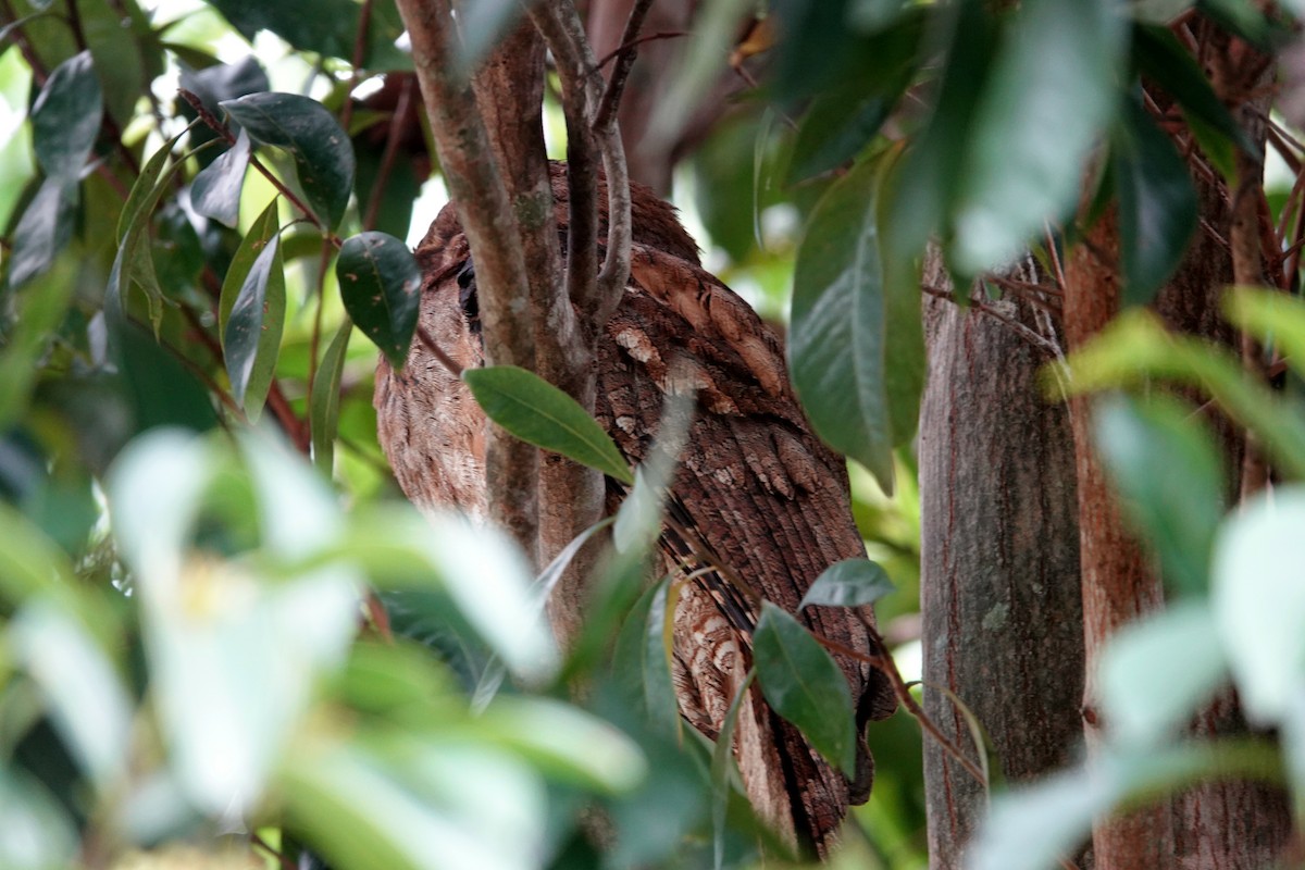 Papuan Frogmouth - ML644785480