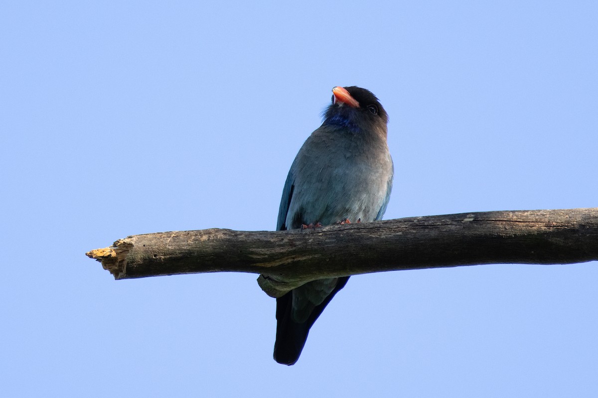 Dollarbird - ML644785481