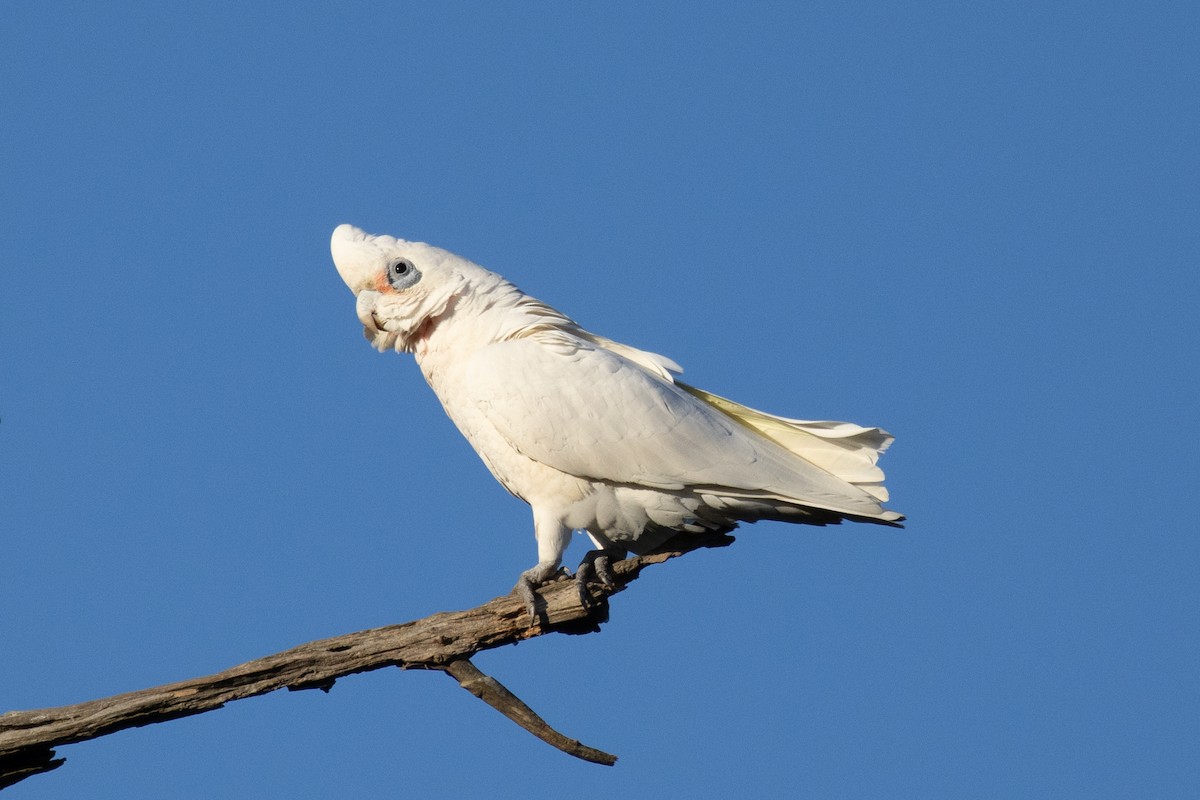 Little Corella - ML644785486