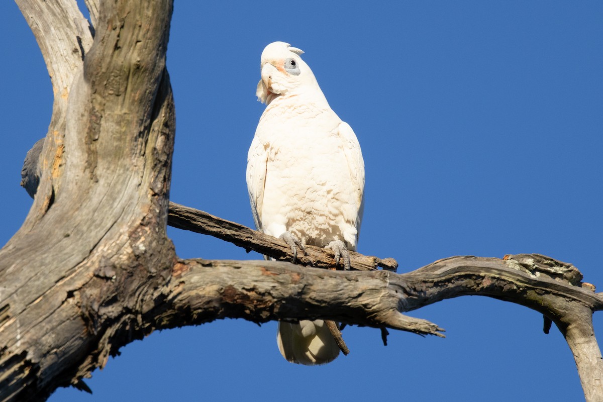Little Corella - ML644785487
