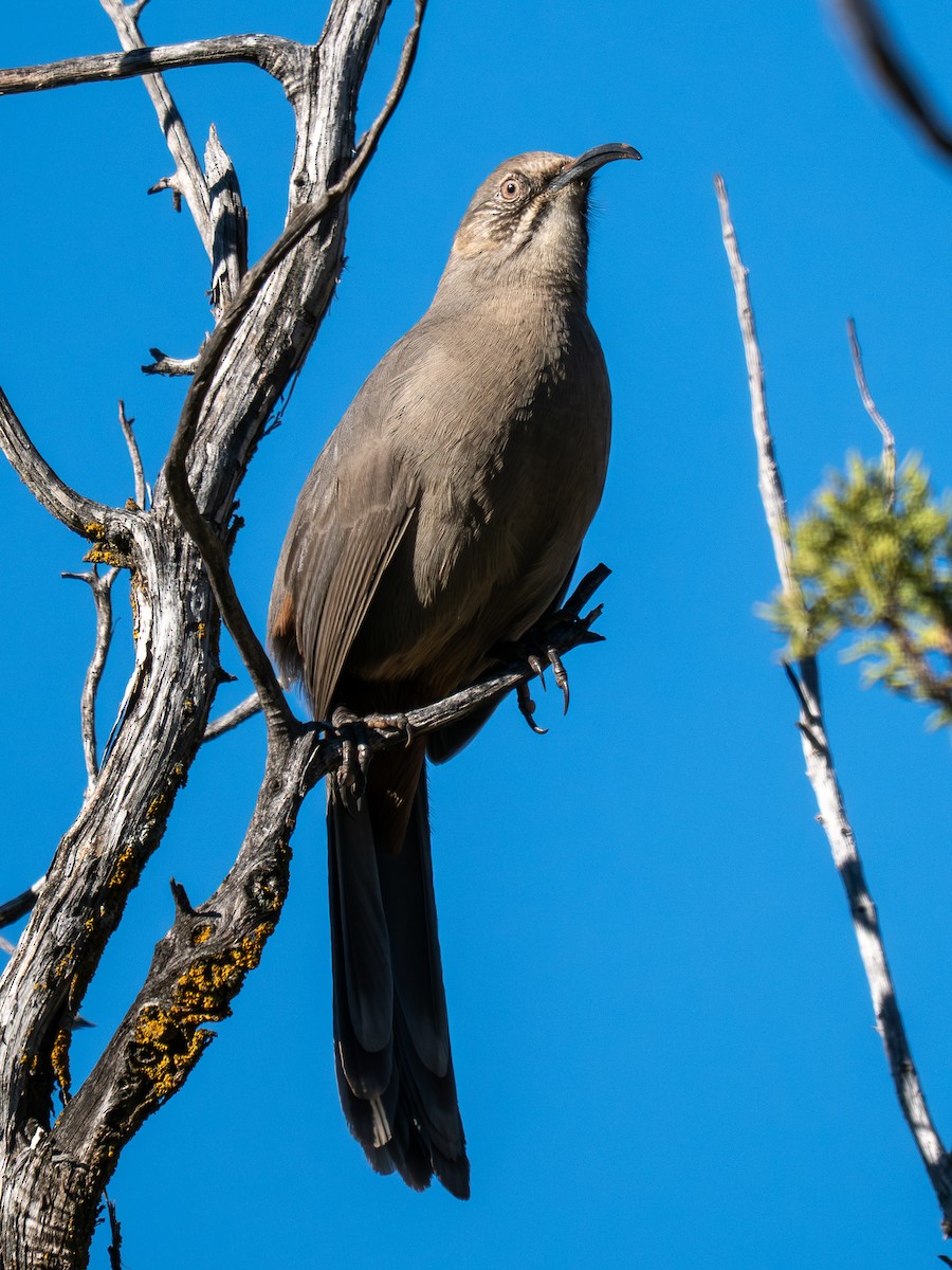 Crissal Thrasher - ML644785488
