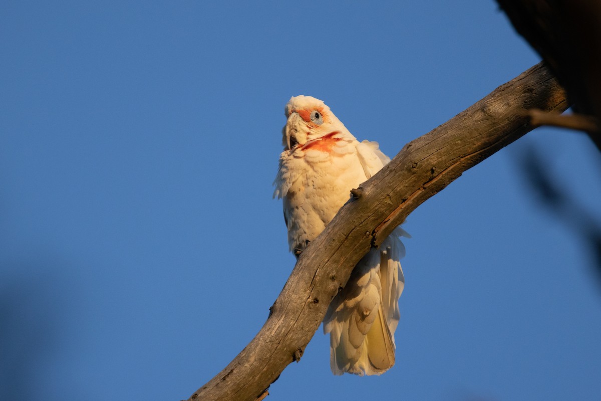 Long-billed Corella - ML644785493
