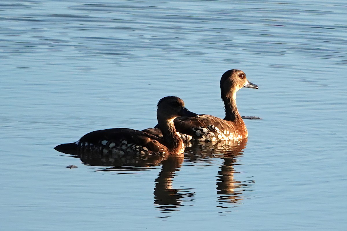 Spotted Whistling-Duck - ML644785499
