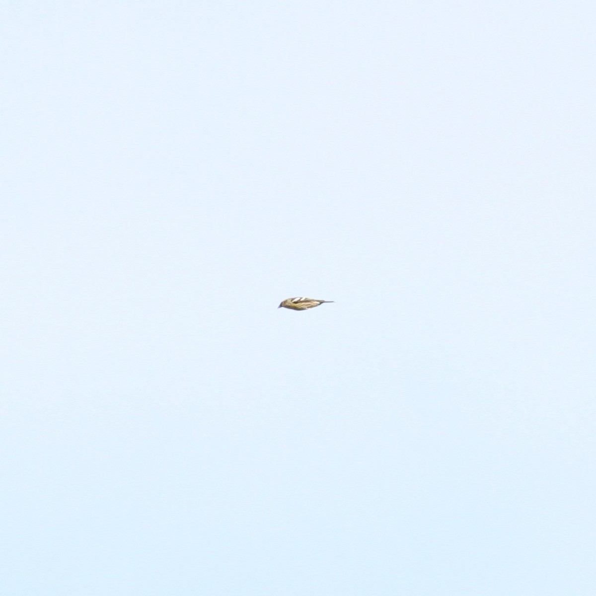 křivka bělokřídlá - ML644785500