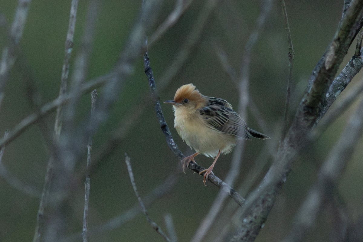 Golden-headed Cisticola - ML644785501