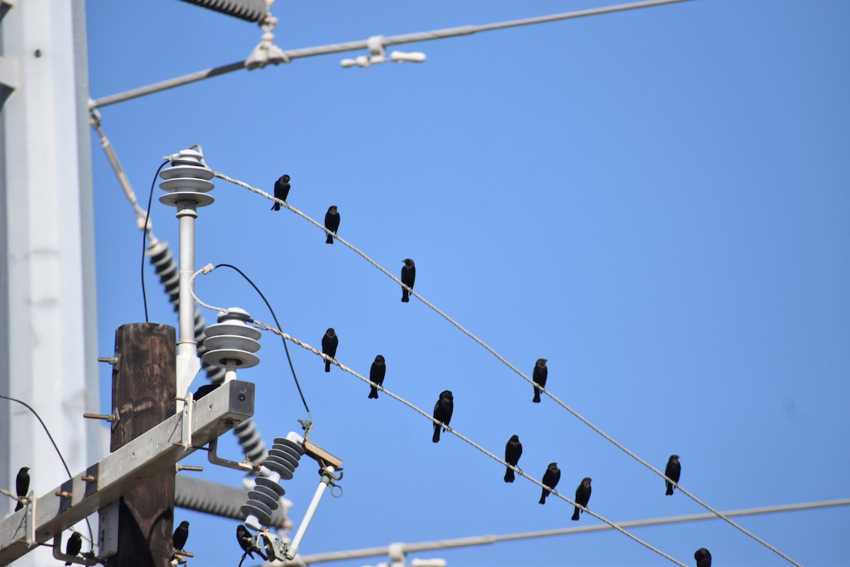 Красноглазый трупиал [группа aeneus] - ML644785514