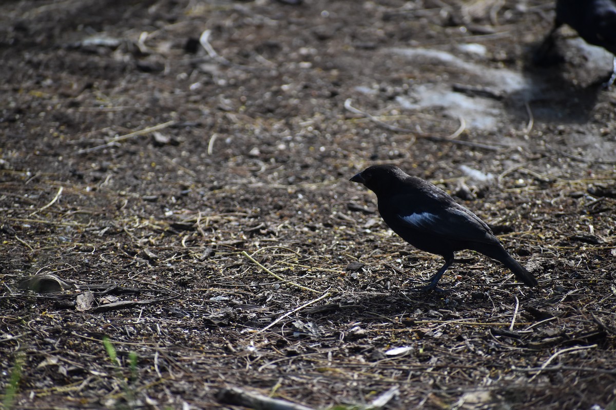 Красноглазый трупиал [группа aeneus] - ML644785515