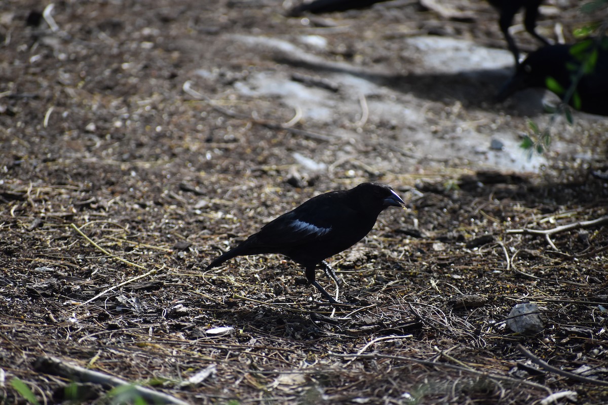 Красноглазый трупиал [группа aeneus] - ML644785516