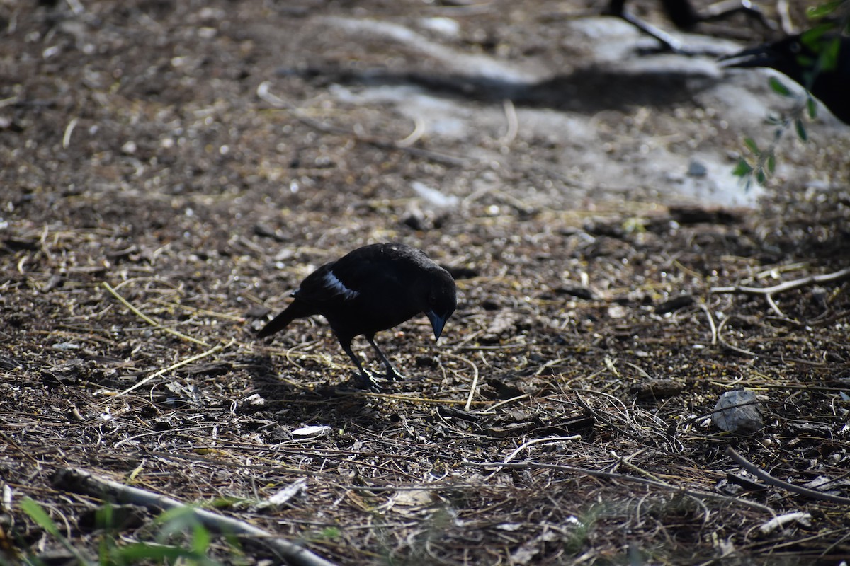 Красноглазый трупиал [группа aeneus] - ML644785517