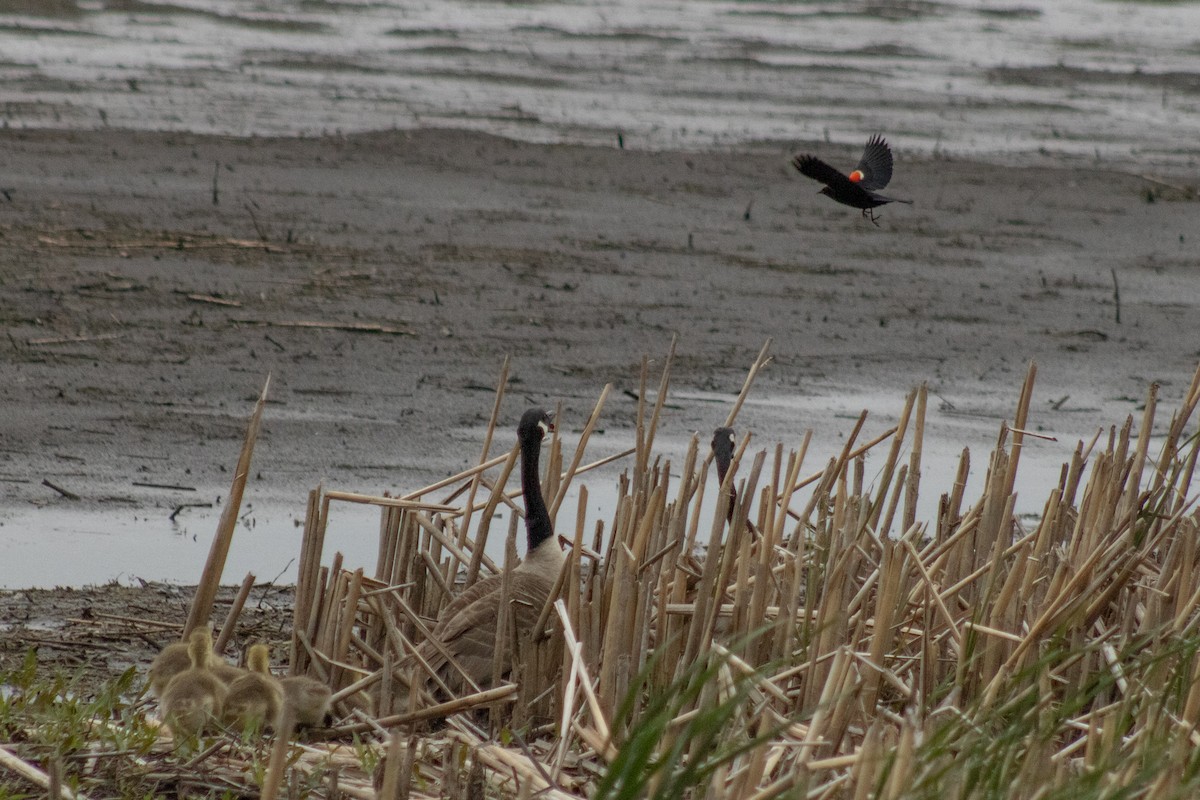 Canada Goose - ML644785520