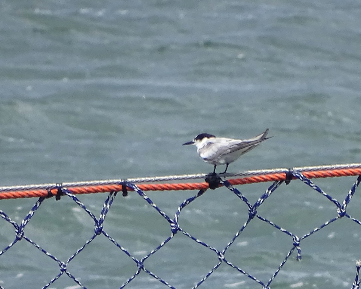 アジサシ - ML644785521