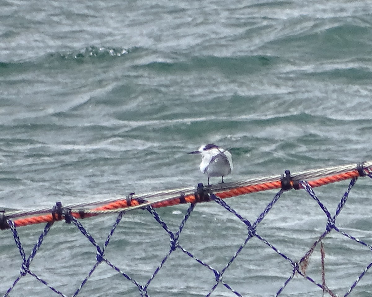 アジサシ - ML644785525