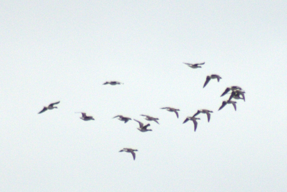 Canada Goose - ML644785526