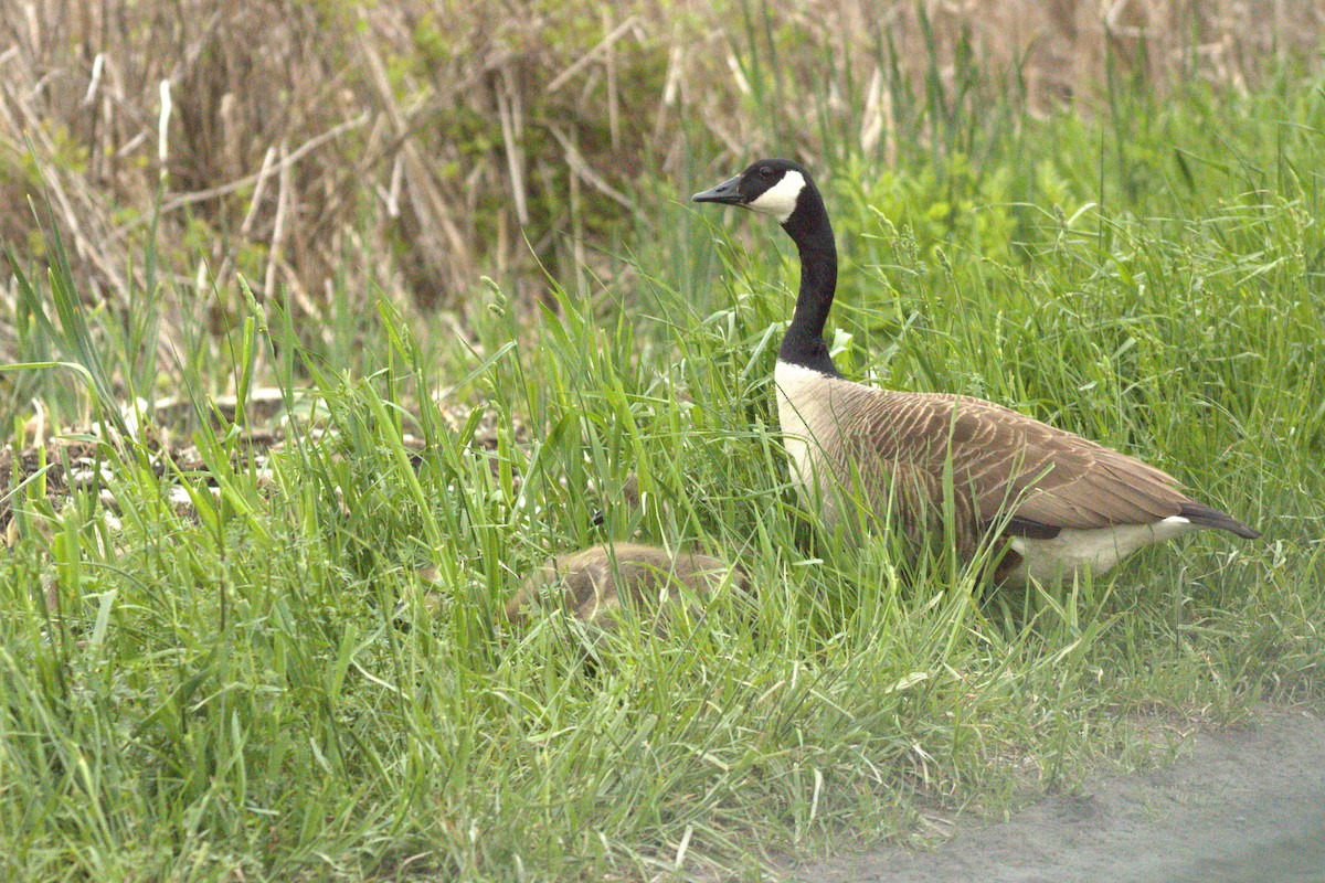 Canada Goose - ML644785529