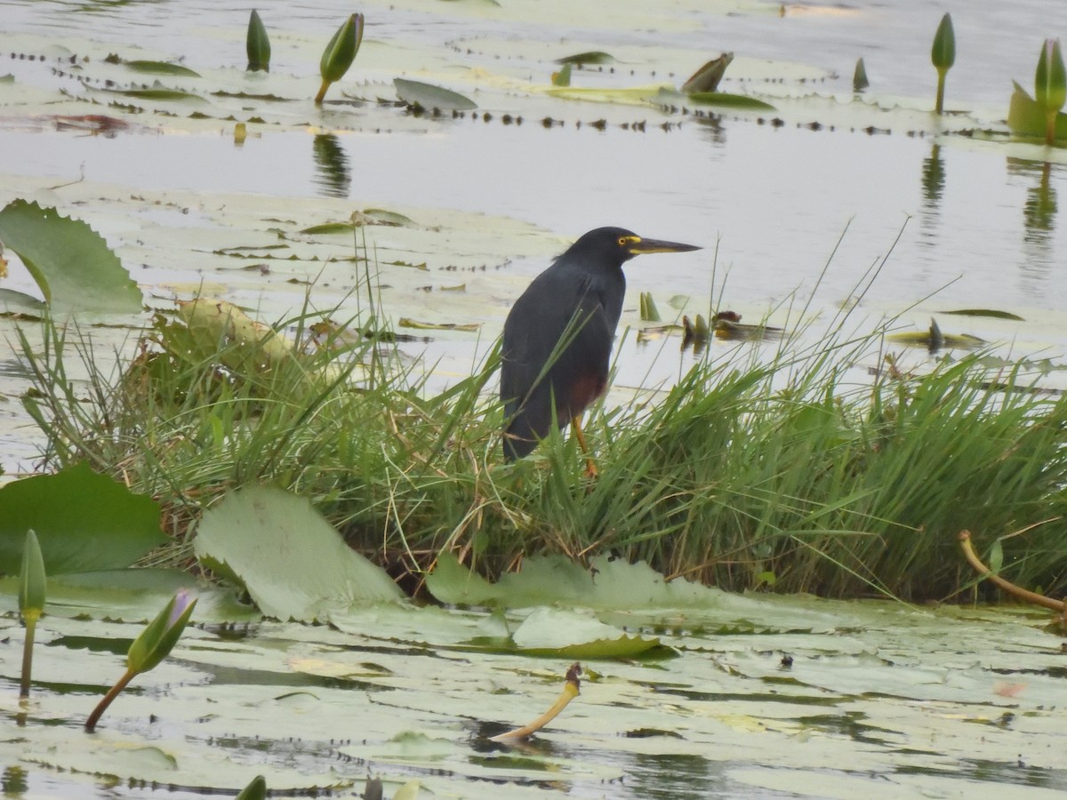 Rufous-bellied Heron - ML644785530