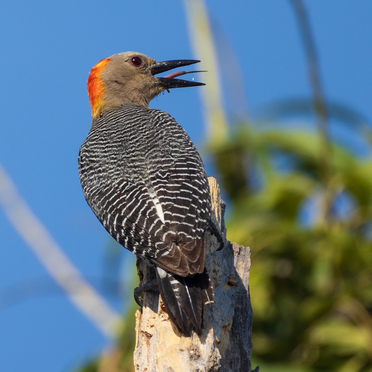 Golden-fronted Woodpecker - ML644785532