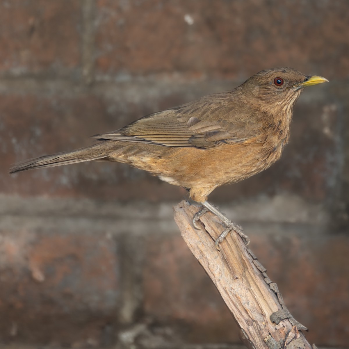 Clay-colored Thrush - ML644785536