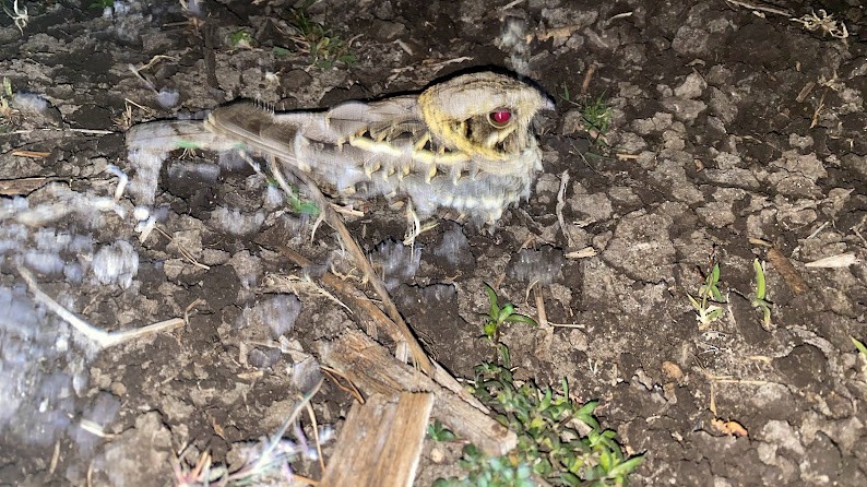 Hint Çobanaldatanı - ML644785537