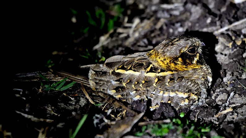 Hint Çobanaldatanı - ML644785538