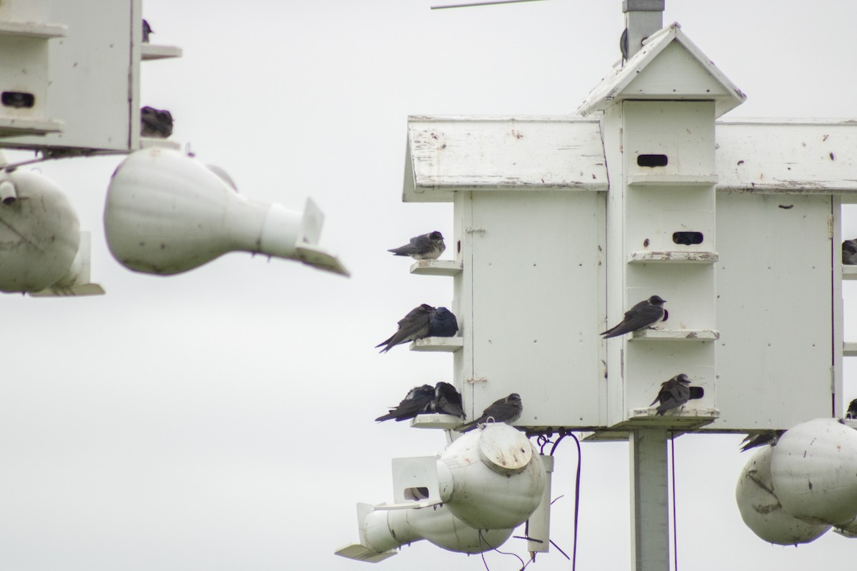 Большая ласточка - ML644785546