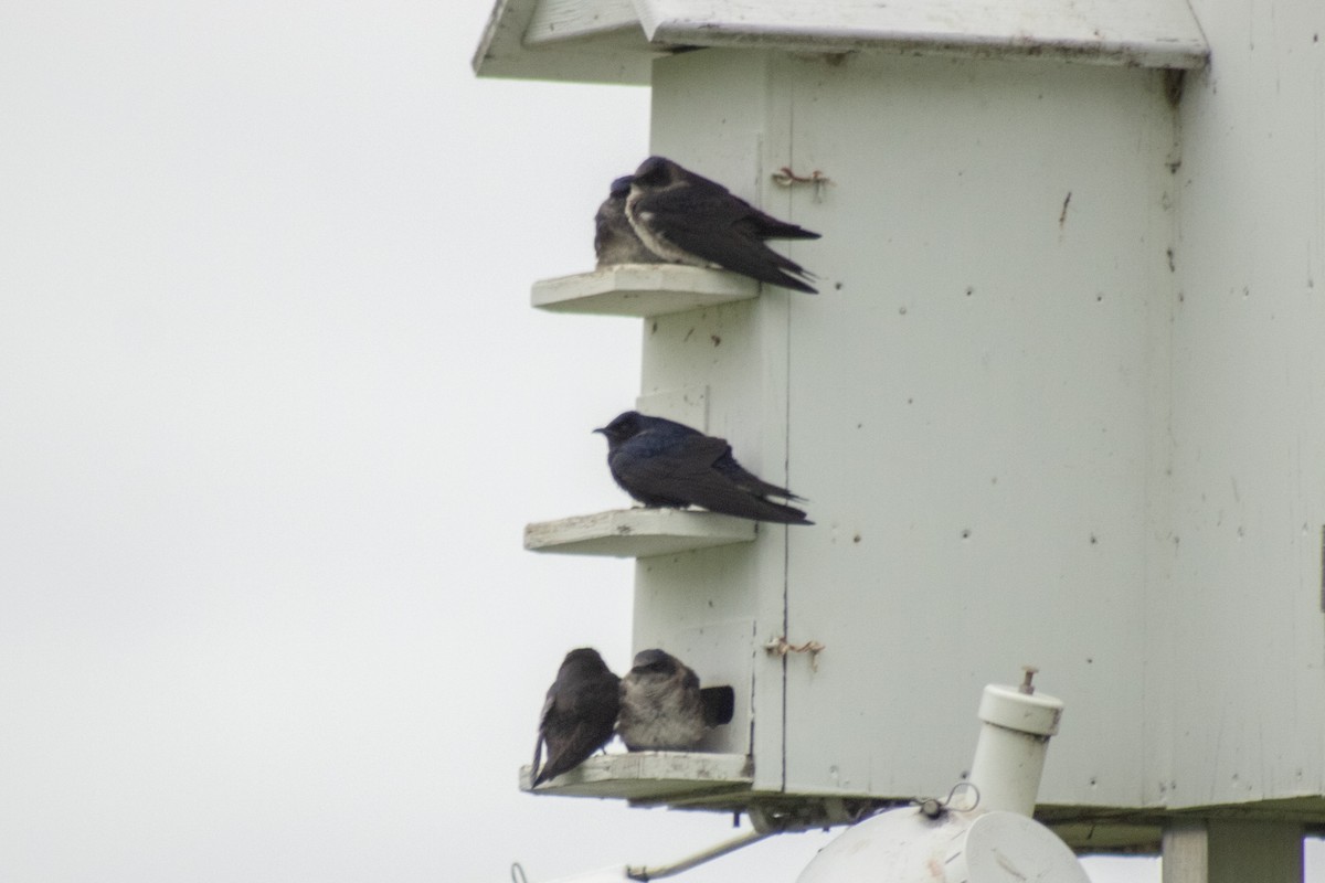 Большая ласточка - ML644785547