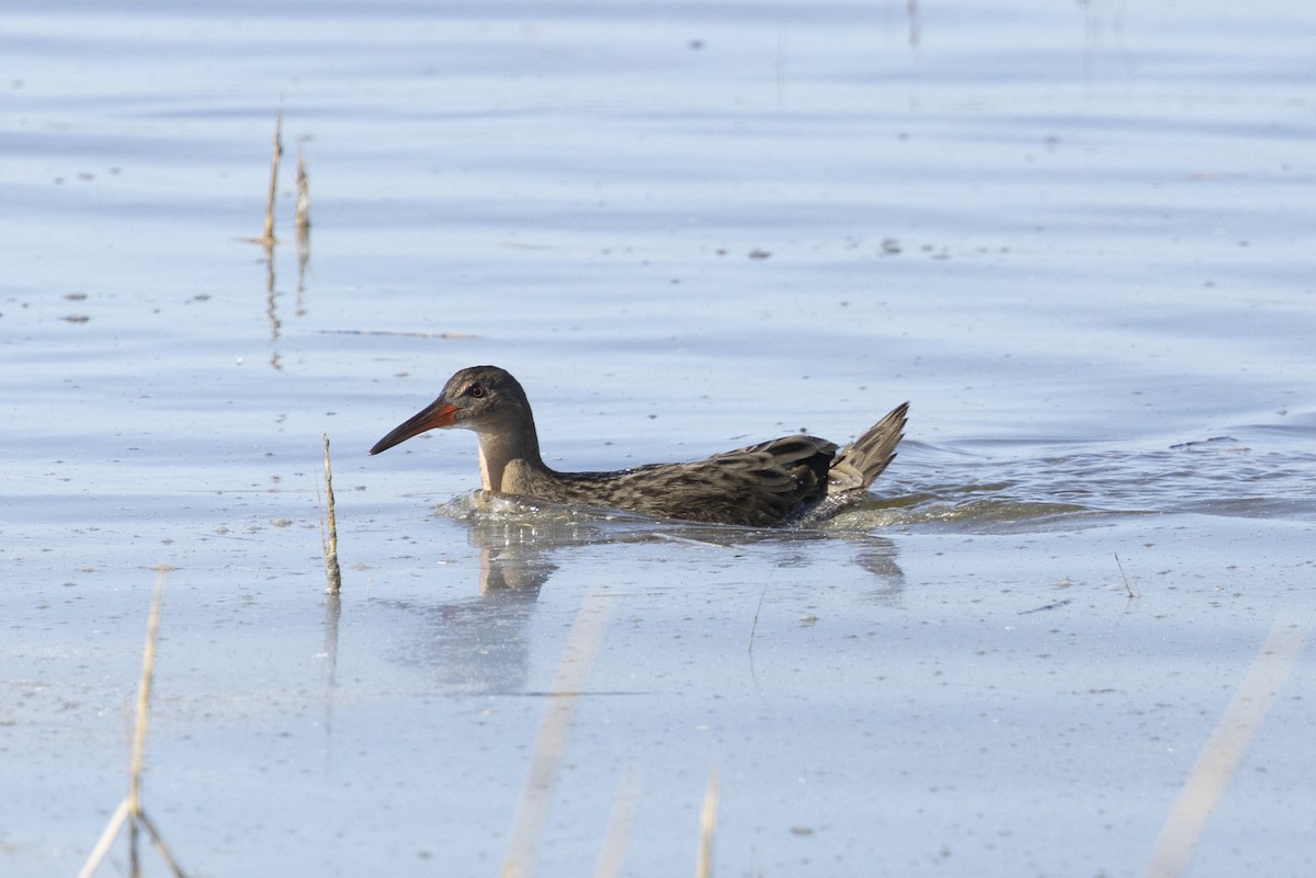 Ridgway's Rail - ML644785553