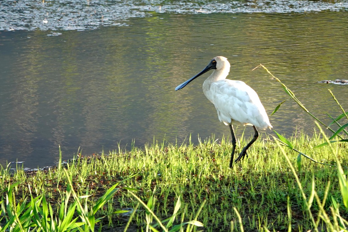 Royal Spoonbill - ML644785555