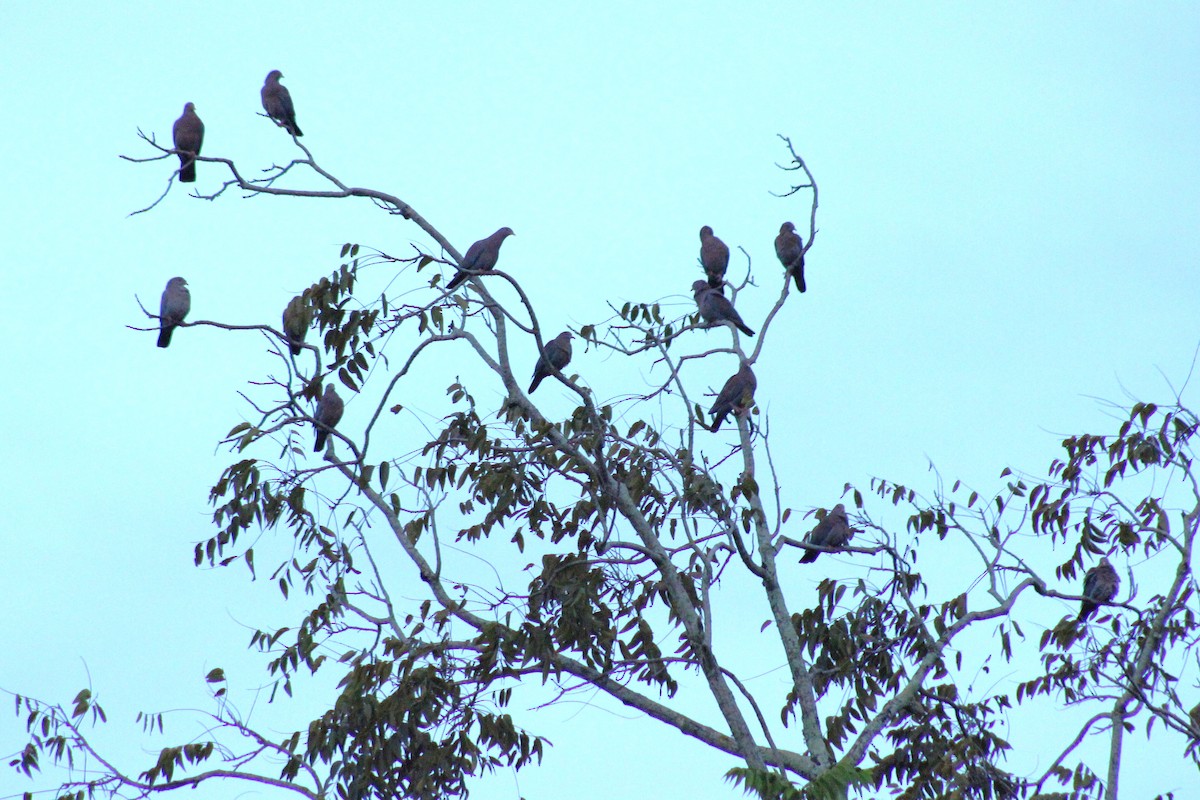 Red-billed Pigeon - ML644785556