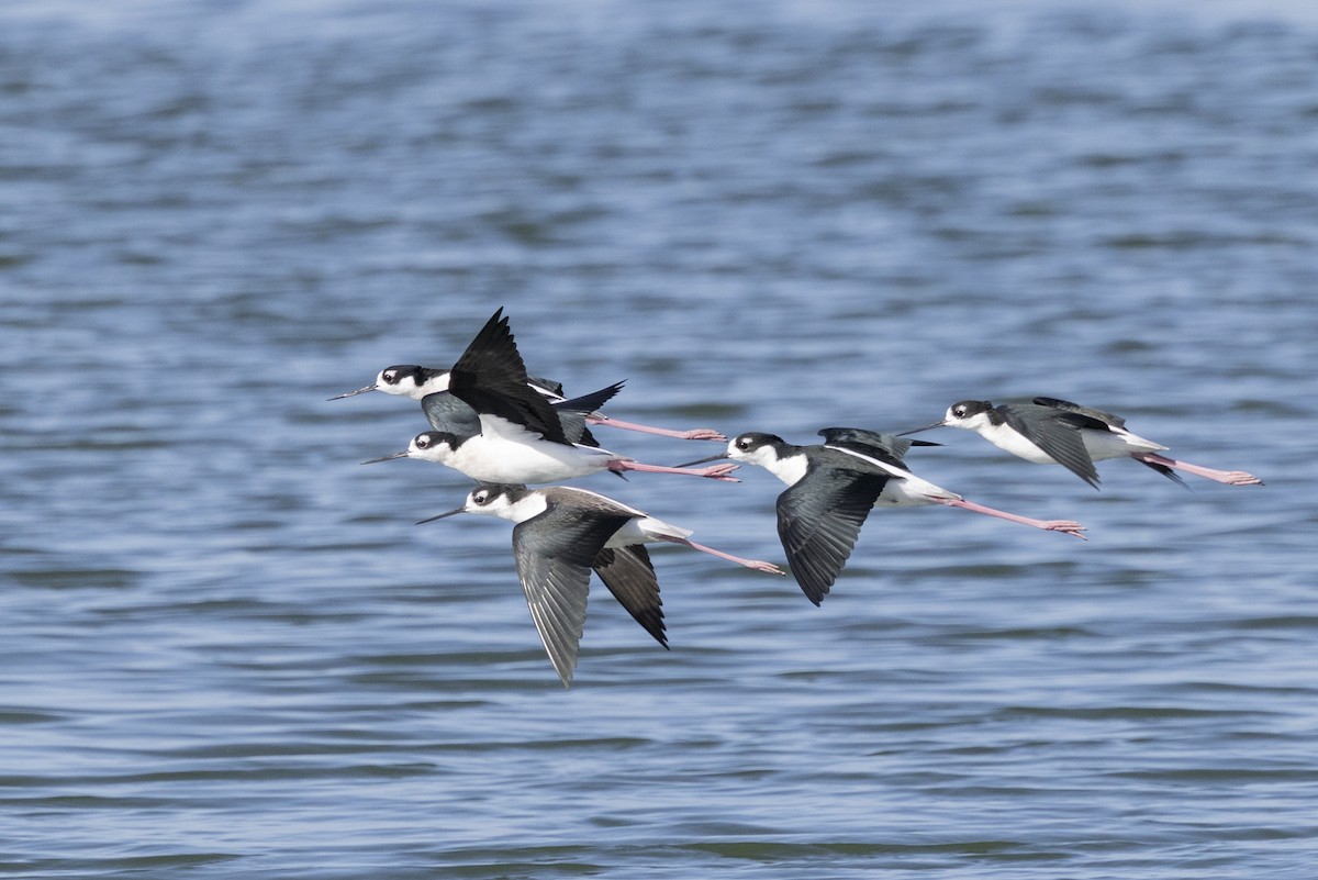 Black-necked Stilt - ML644785560
