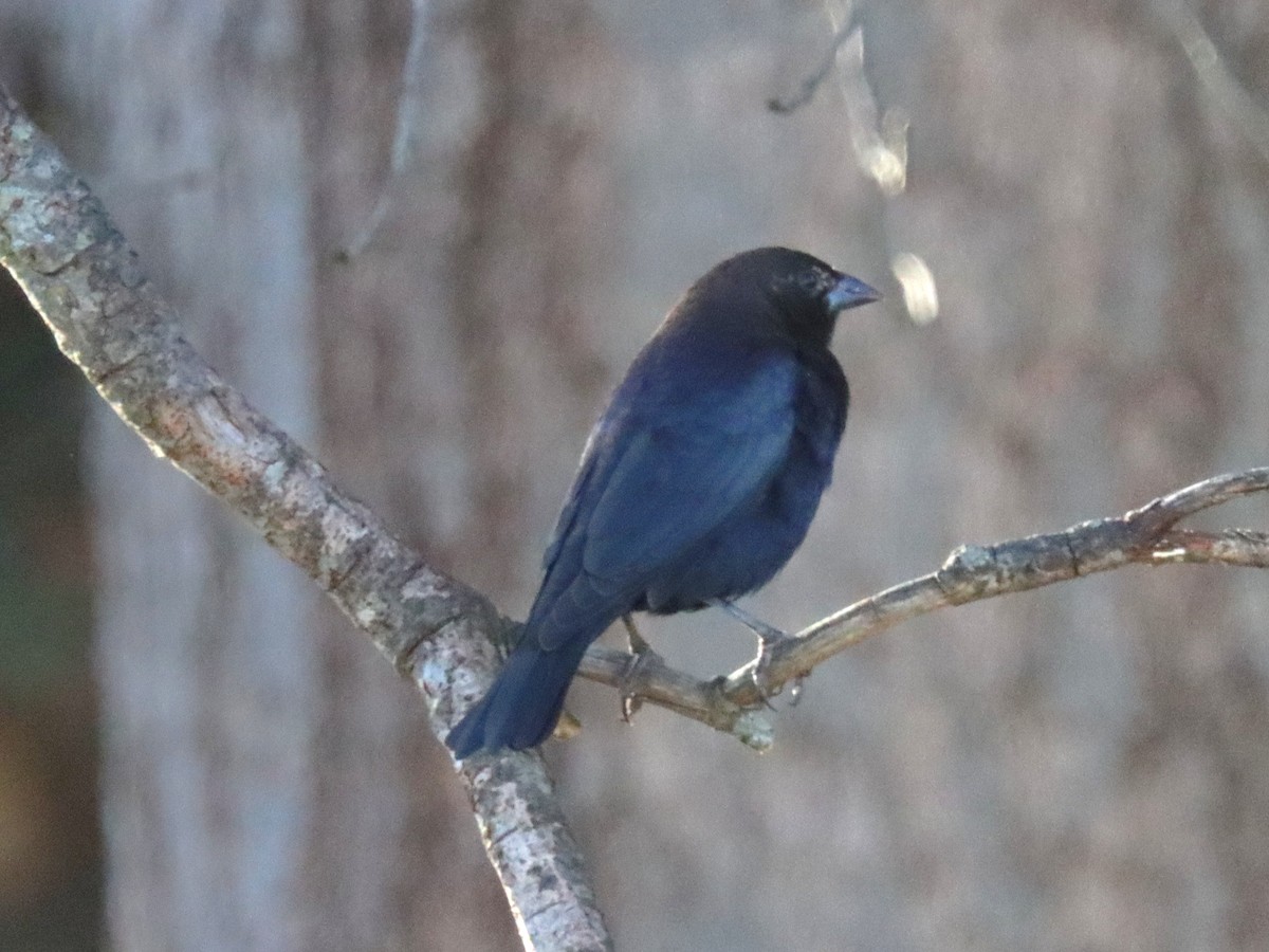 Brown-headed Cowbird - ML644785574