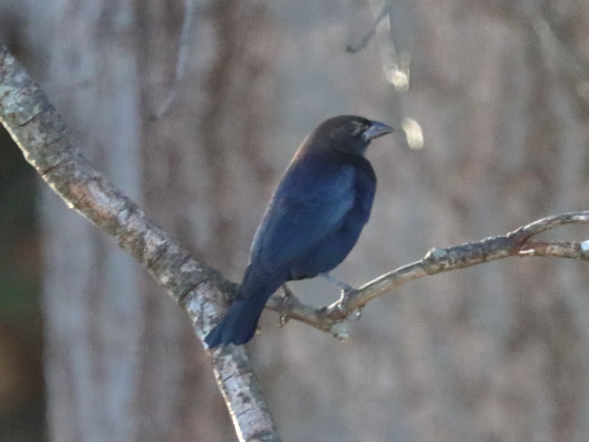 Brown-headed Cowbird - ML644785575