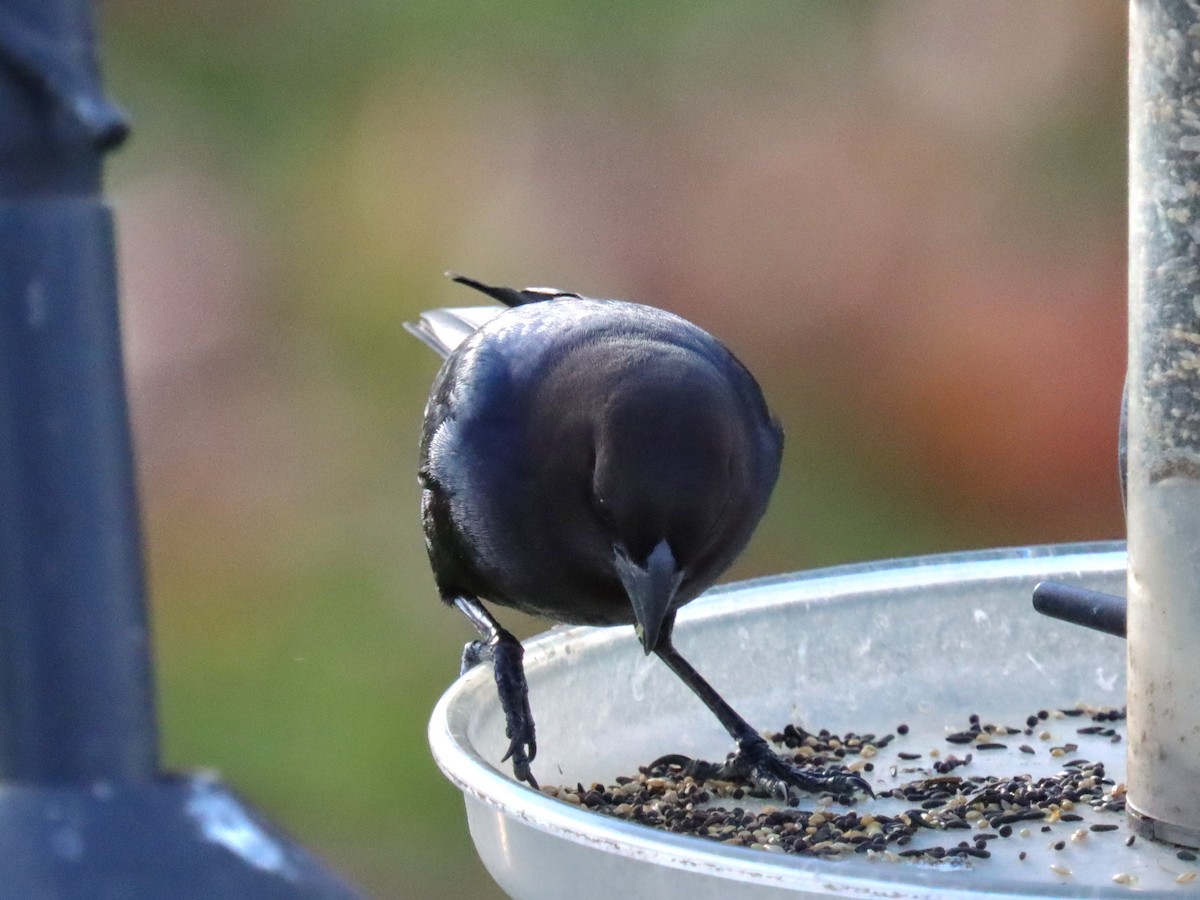 Brown-headed Cowbird - ML644785576