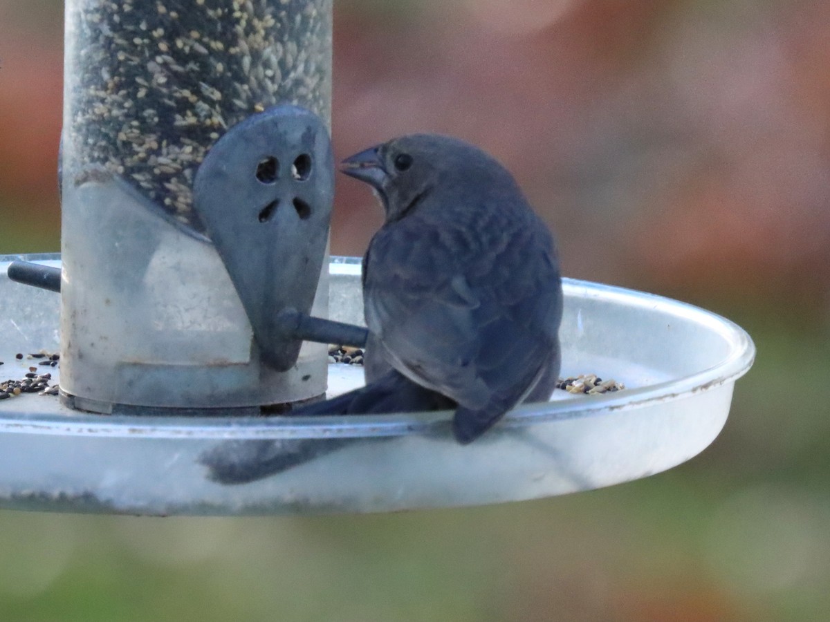 Brown-headed Cowbird - ML644785578