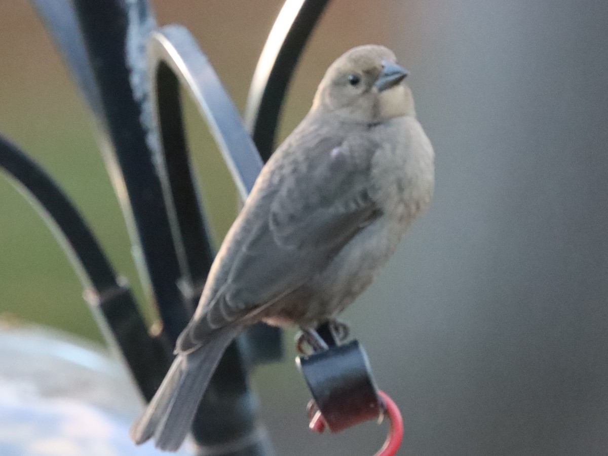 Brown-headed Cowbird - ML644785580