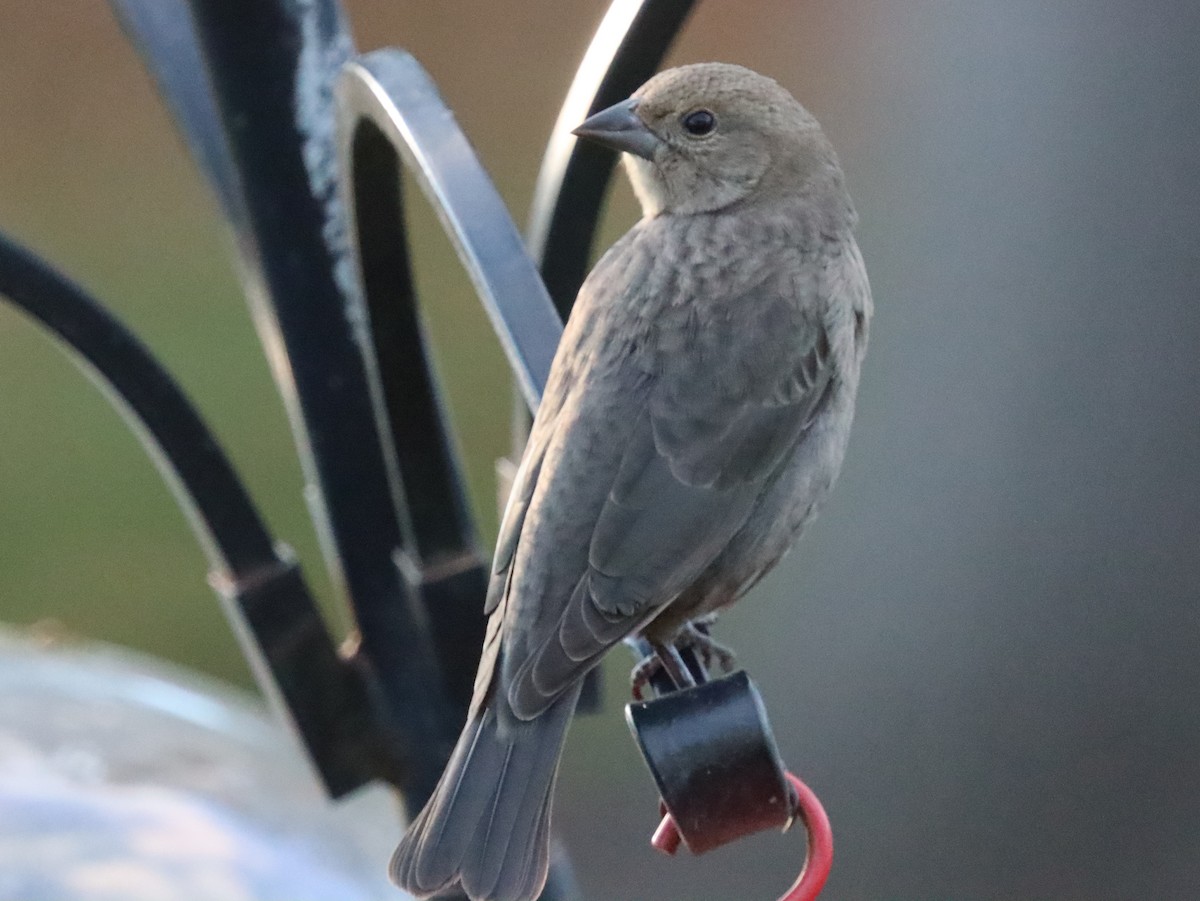 Brown-headed Cowbird - ML644785581