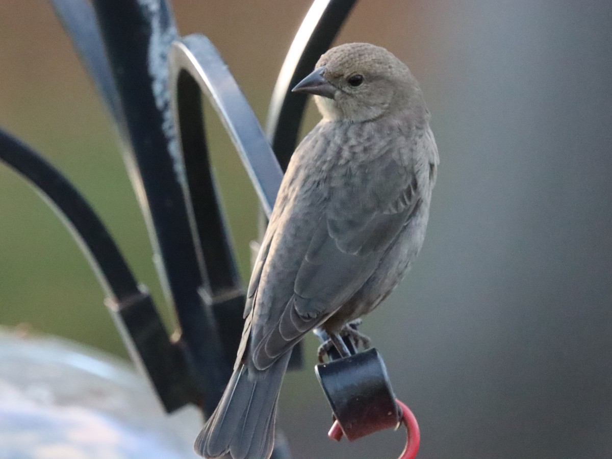Brown-headed Cowbird - ML644785582