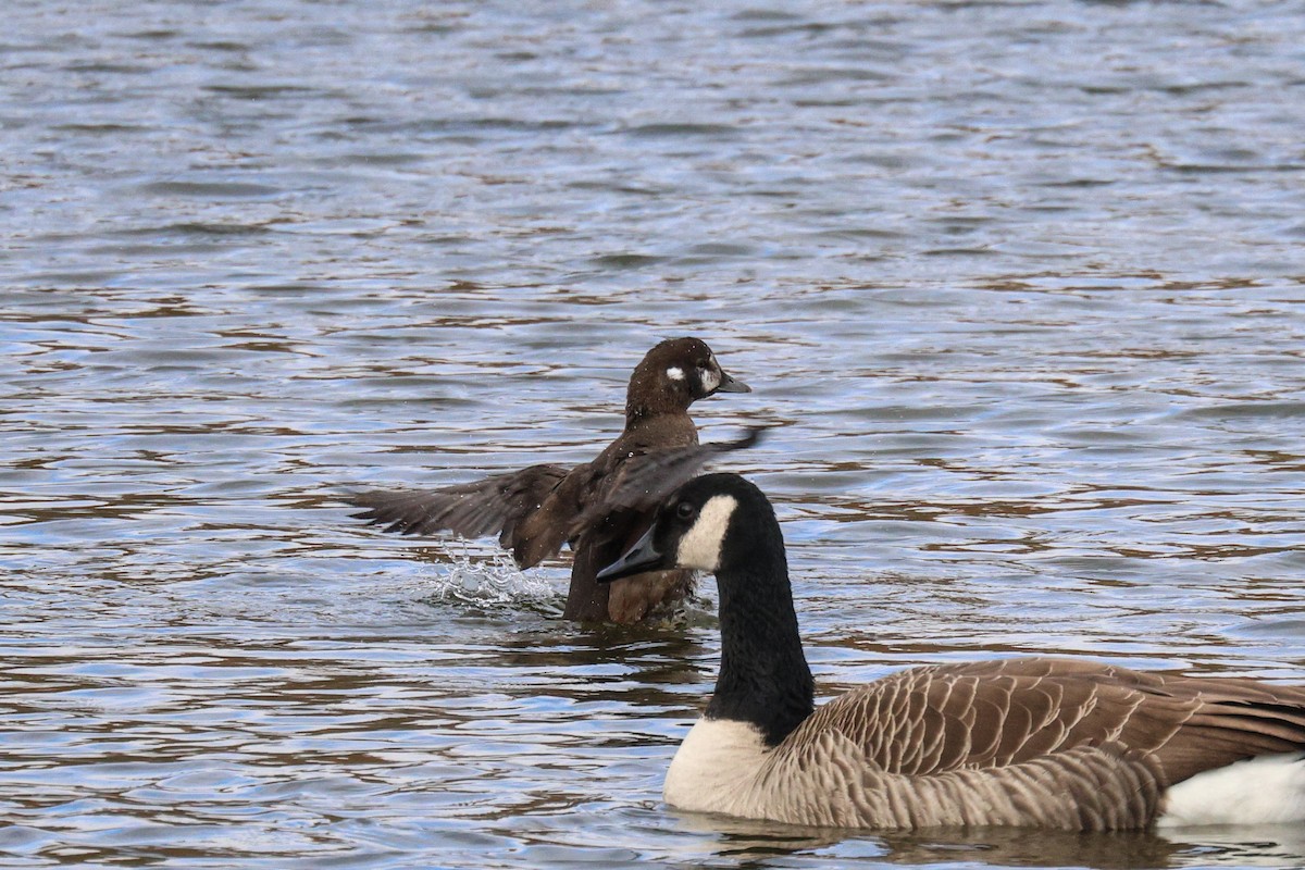 Palyaço Ördeği - ML644785586