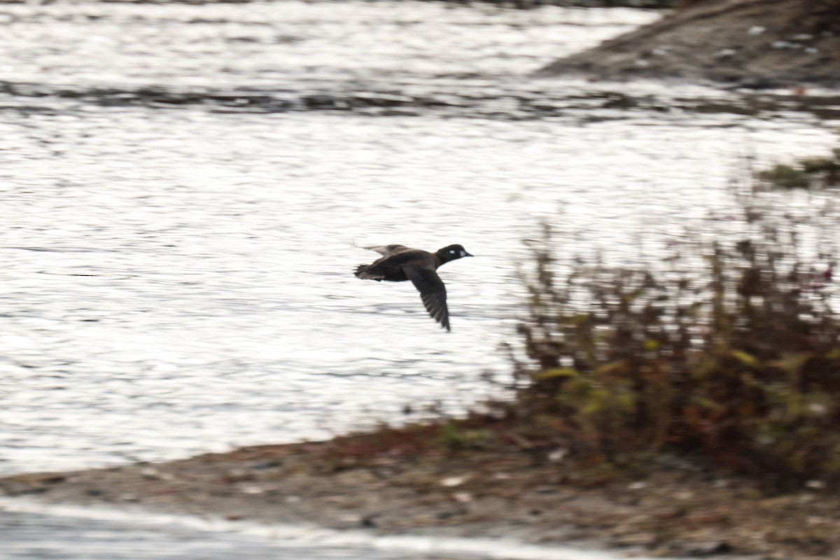 Palyaço Ördeği - ML644785587