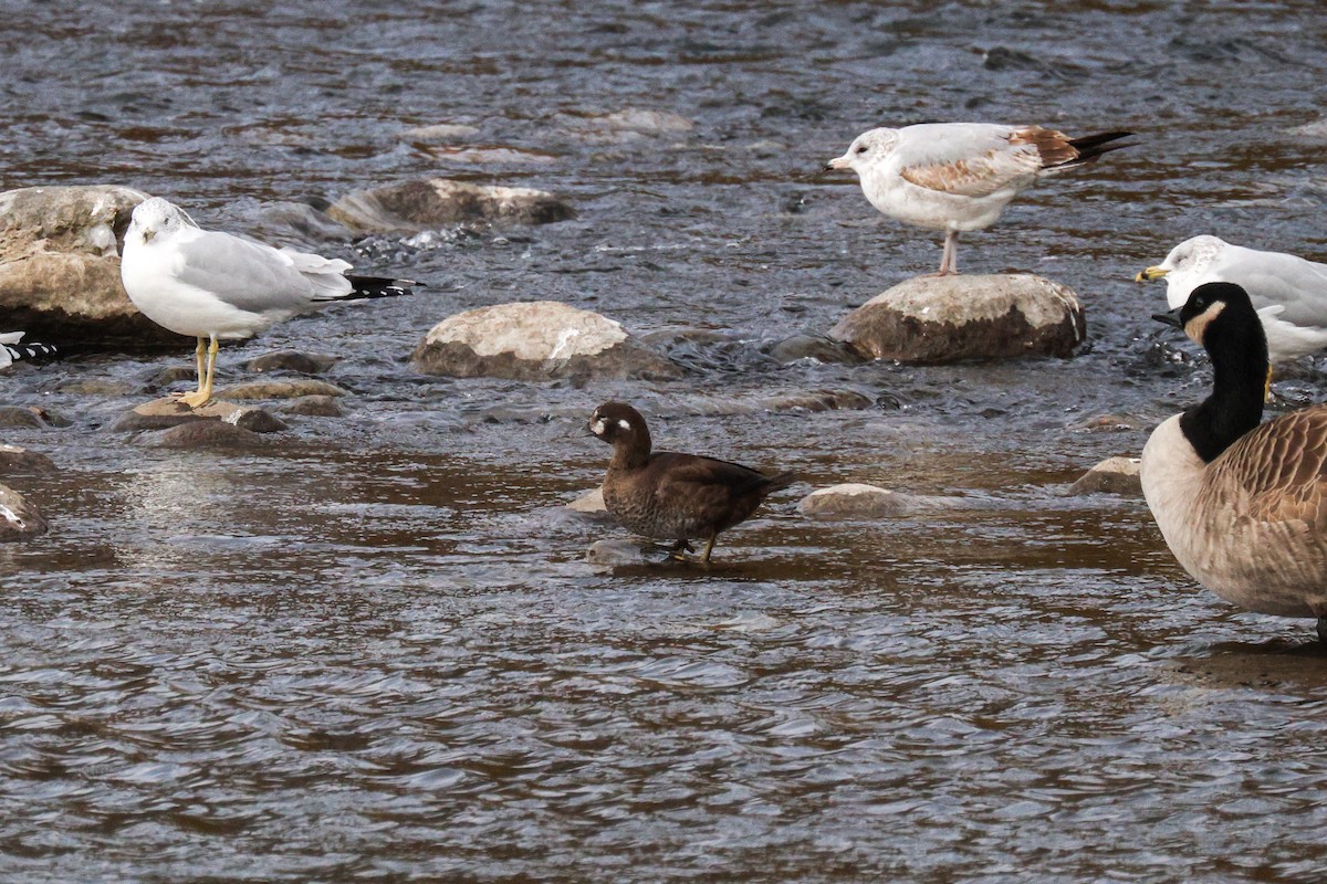 Palyaço Ördeği - ML644785588