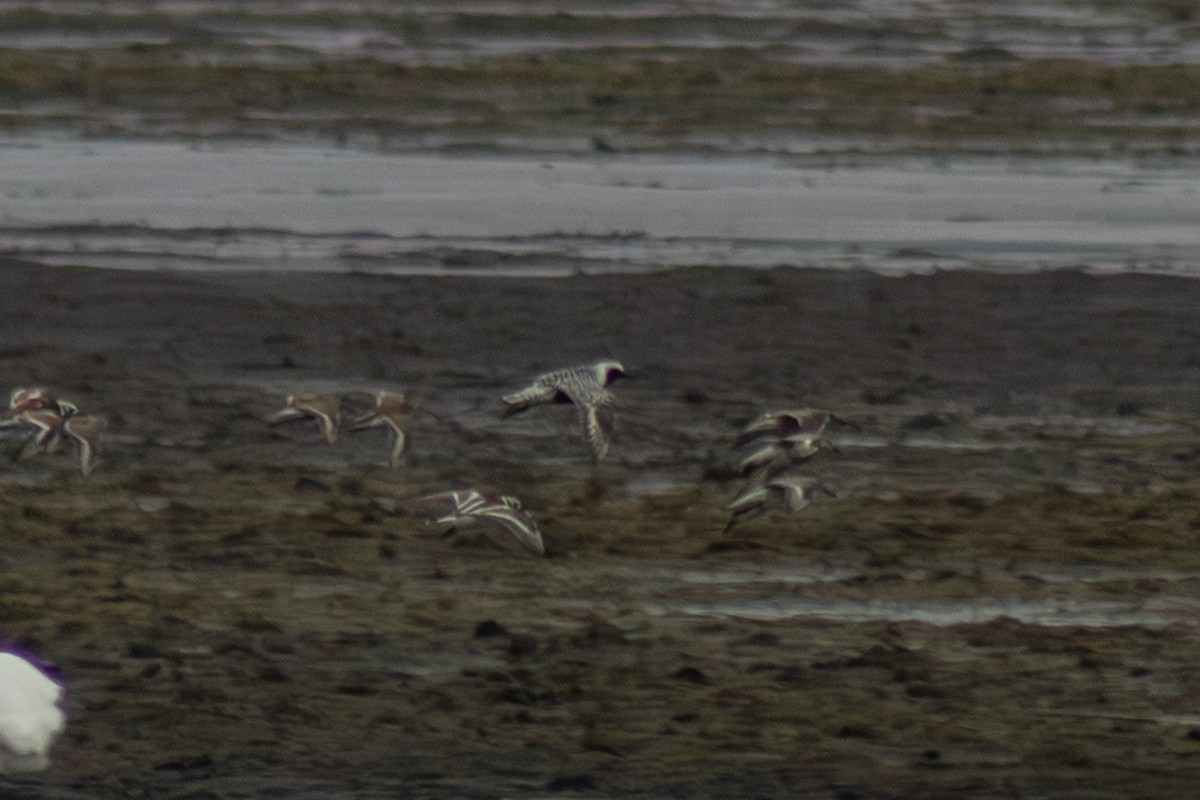 Black-bellied Plover - ML644785590