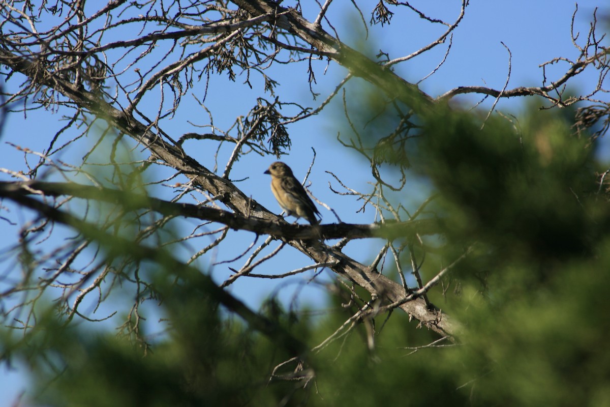 Толстоклювый колорин - ML644785591