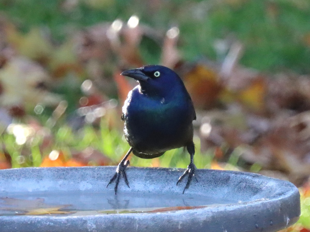 Пурпурный гракл - ML644785592