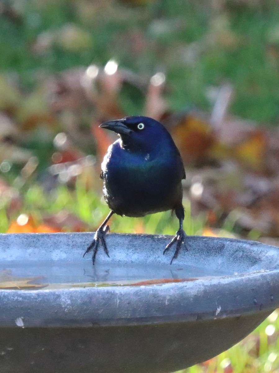 Пурпурный гракл - ML644785593